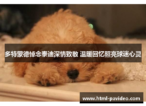 多特蒙德悼念泰迪深情致敬 温暖回忆照亮球迷心灵
